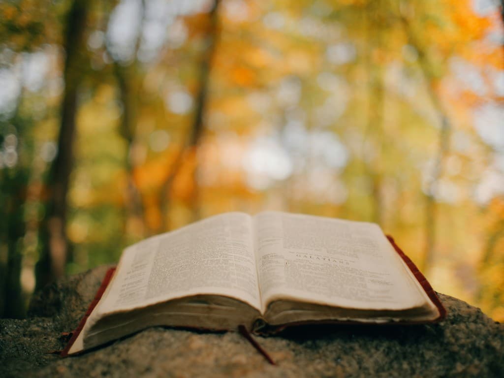 Open book on a stone in a sunlit autumn forest, evoking reflection and lasting learning